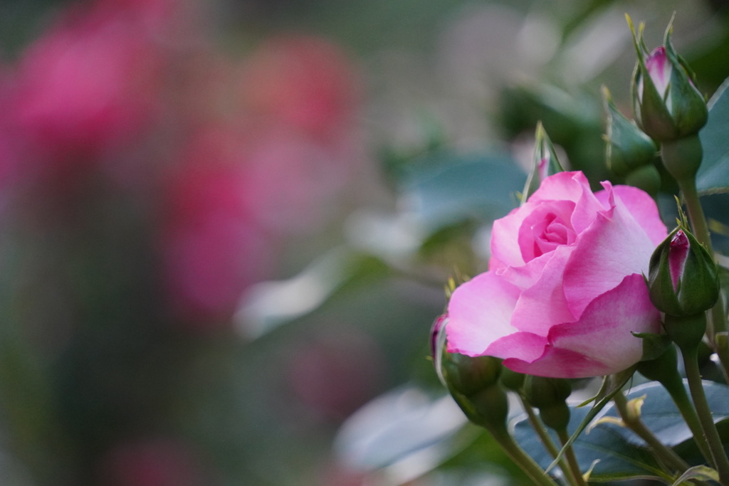 gradation from white to magenta