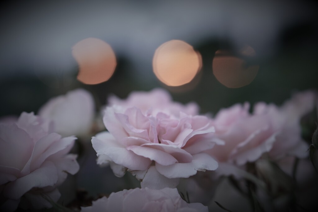 夕暮れに蕩ける