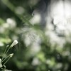 せせらぎの音だけが聴こえる