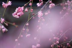 薄紫紅色の川を越え
