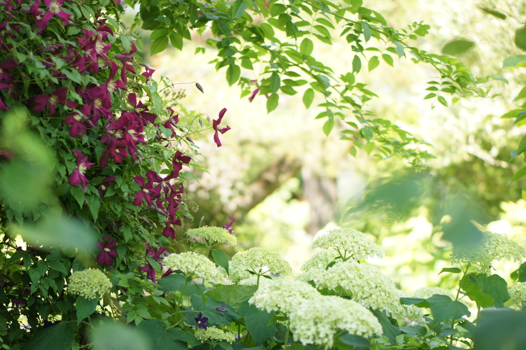 clematis in the uenofarm