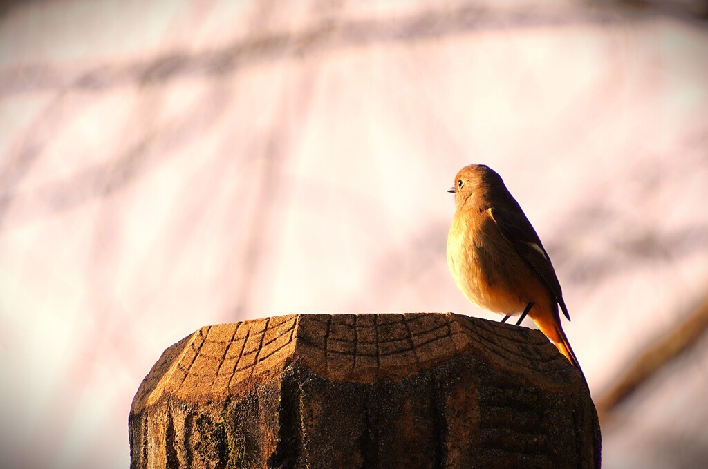 彼方を見据える