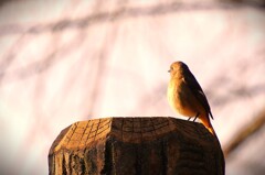 彼方を見据える