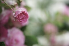 雫