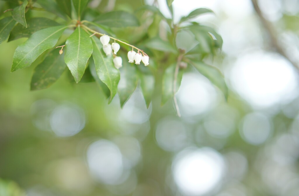 white pieris