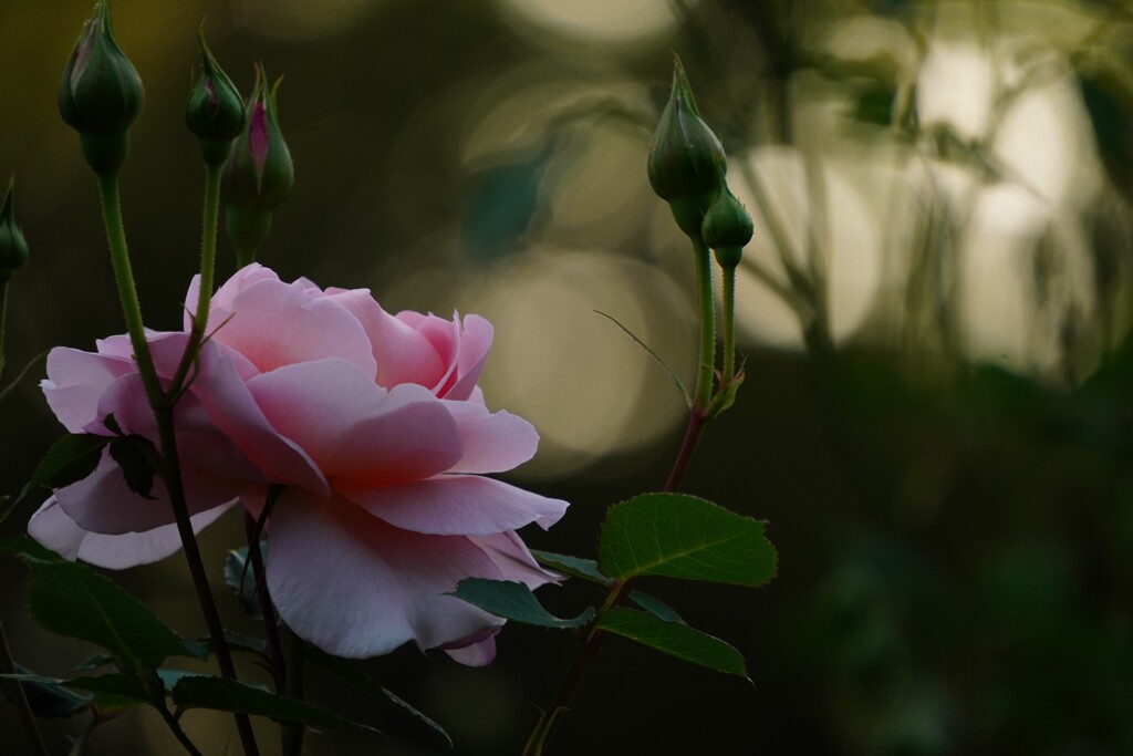 薄紅肌