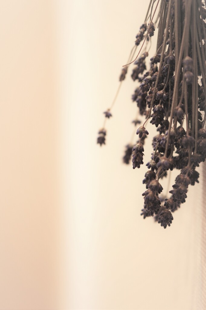 dry lavender