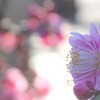 如月の香り