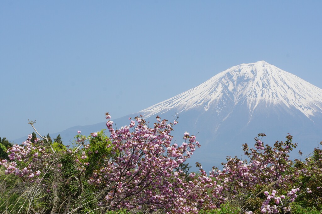 wild cherry tree & mt.fuzi