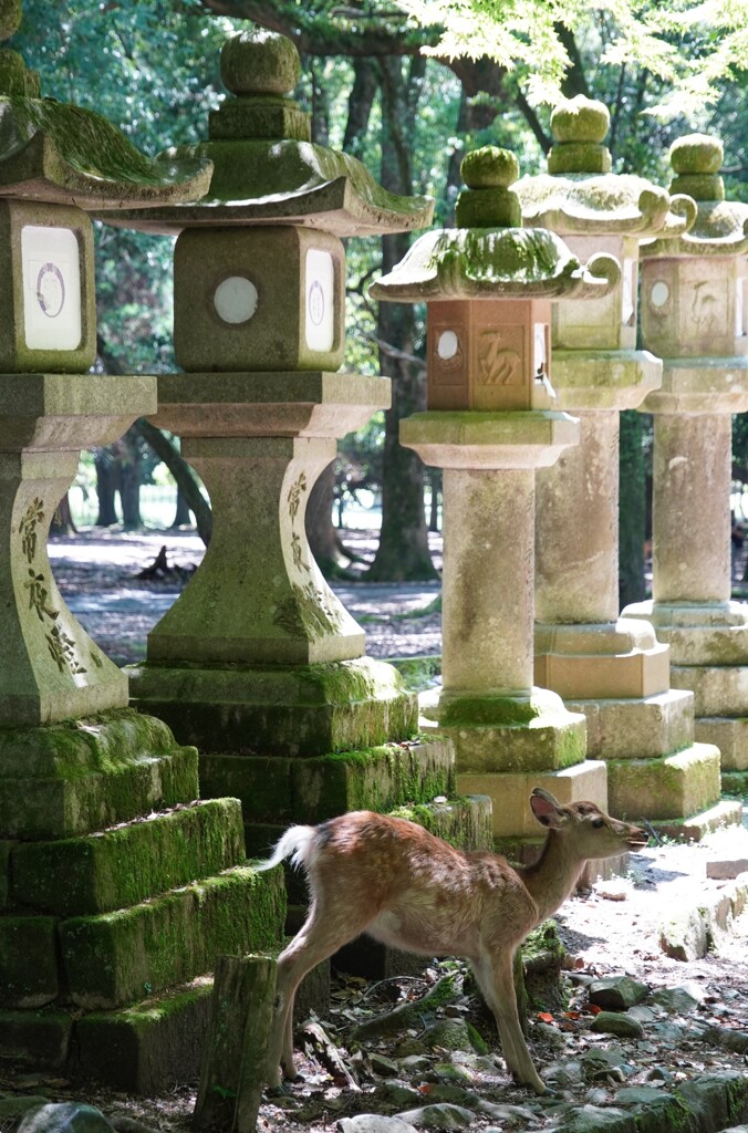 真っ白な尻尾