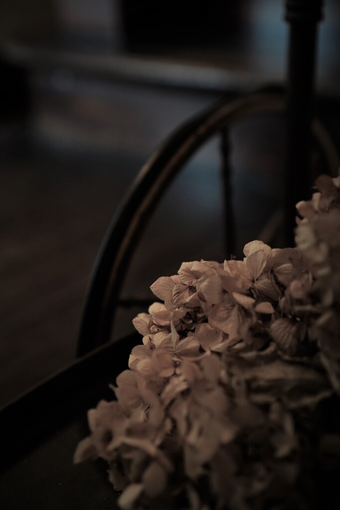 Antique Hydrangea