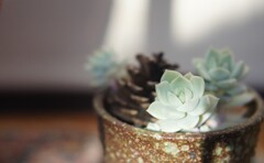 Echeveria Snow Bunny