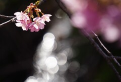 河津桜と清流