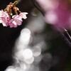 河津桜と清流