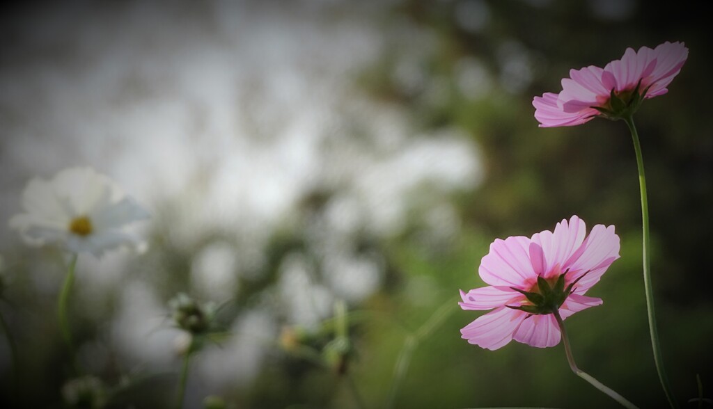 般若寺の秋桜