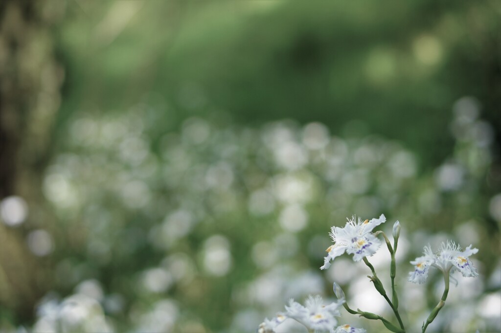 シャガの森