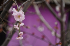 嵐電色に薄紅の梅