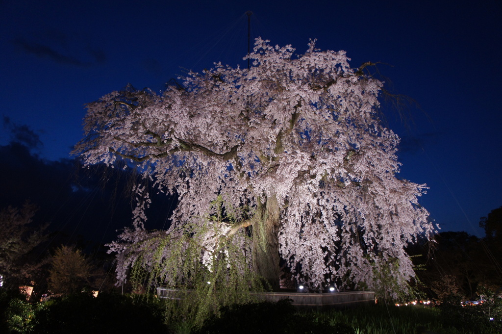円山公園の祇園枝垂れ桜