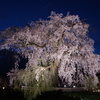 円山公園の祇園枝垂れ桜