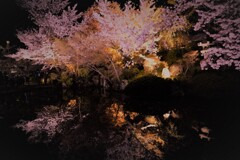 桜の水鏡