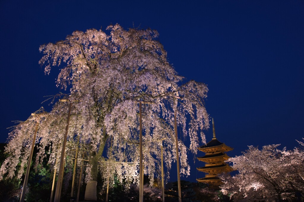 夜風に聳える不二桜 京都