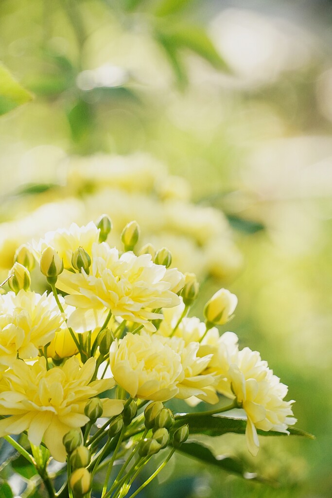 自然光と木香薔薇