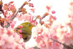 河津桜の雲の上