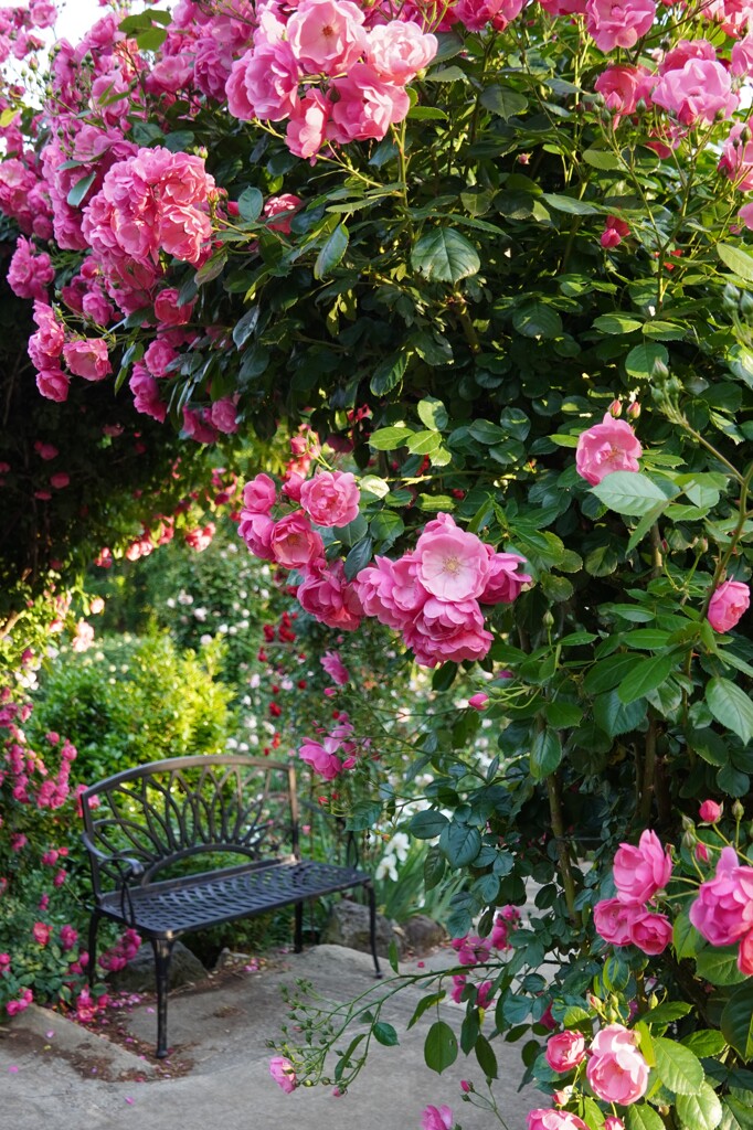 rose arch