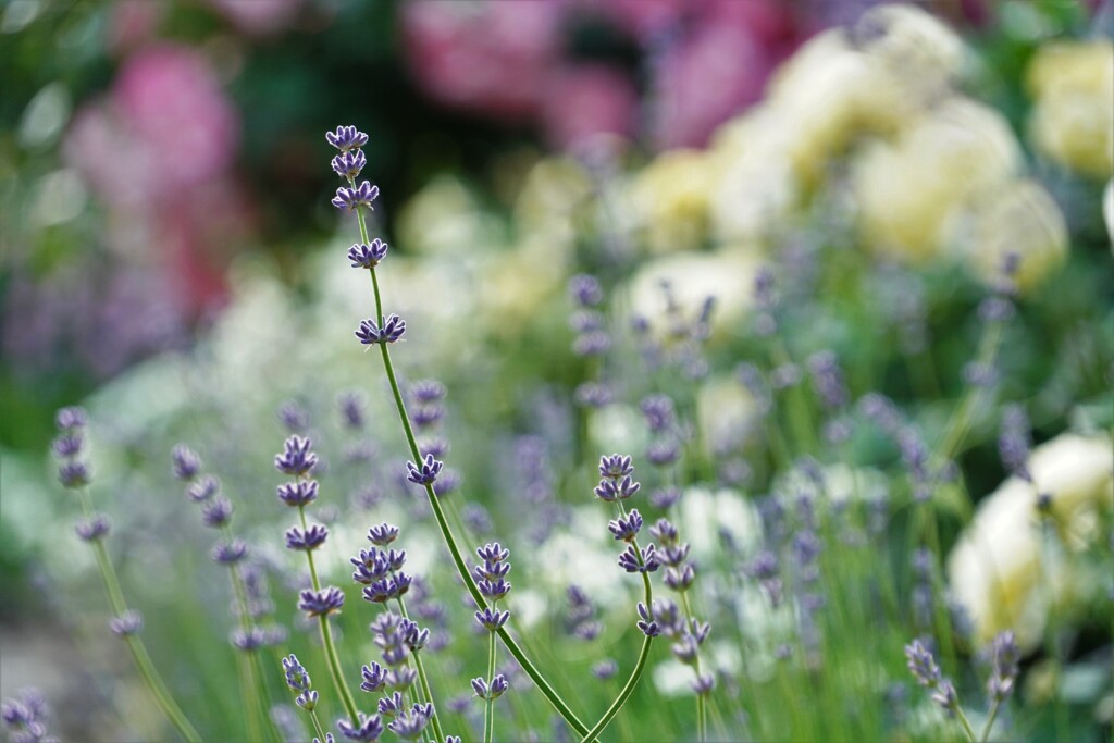 natural lavender