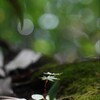 森の朝