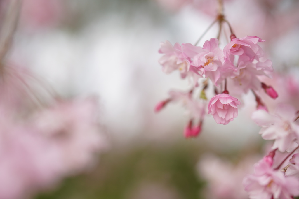 紅しだれ桜