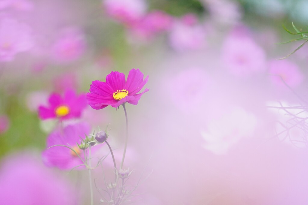 ふわふわ秋桜時間