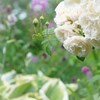 natural bouquet