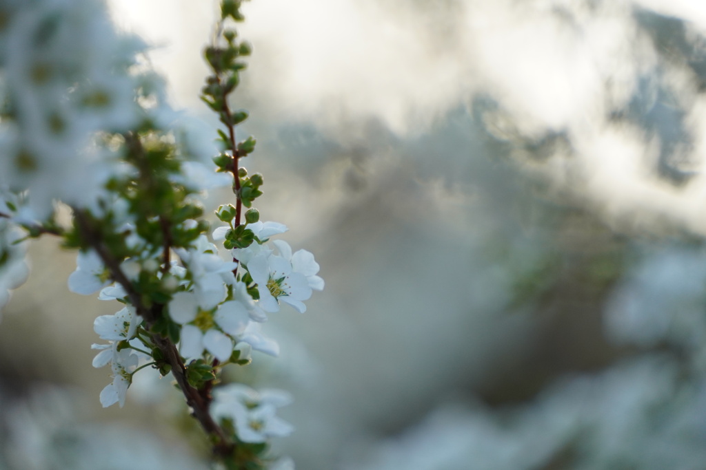 細雪
