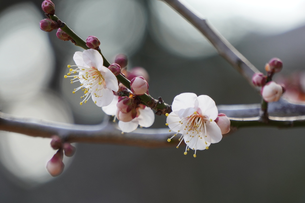 まんまる花びらと蕾