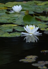 極楽浄土