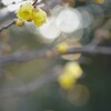 溢れ落ちる冬香り