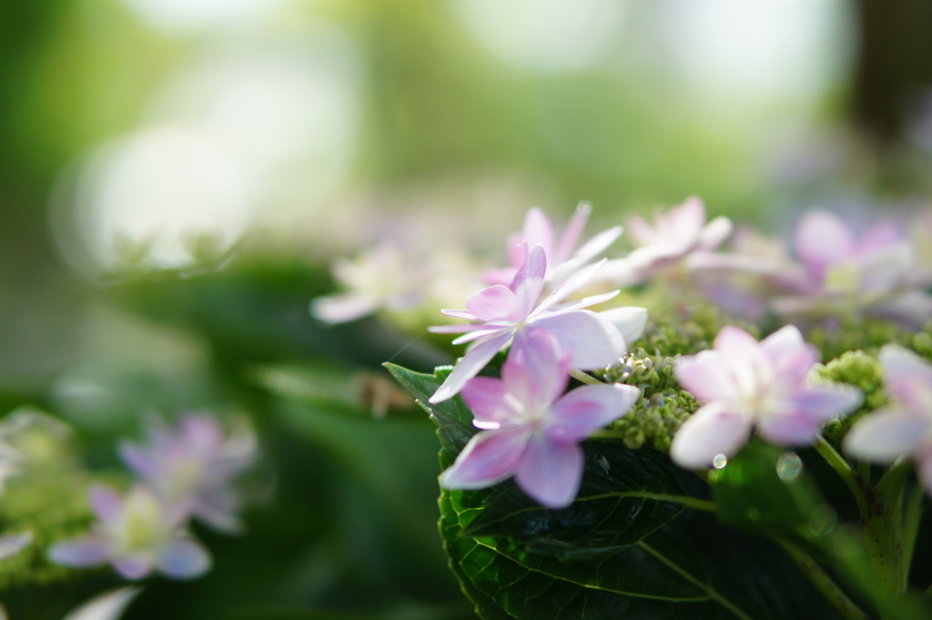 影絵を見る紫陽花