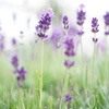 natural lavender