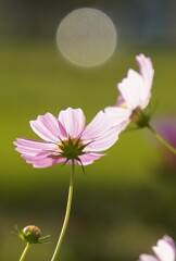 丸い心に人は惹かれる