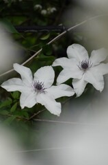 white clematis