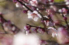 丸い花弁で丸い心へ