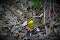 初めまして 相思鳥