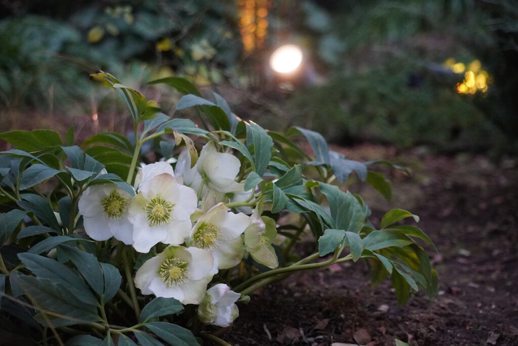 Xmas rose in winter