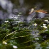 清流に詠う