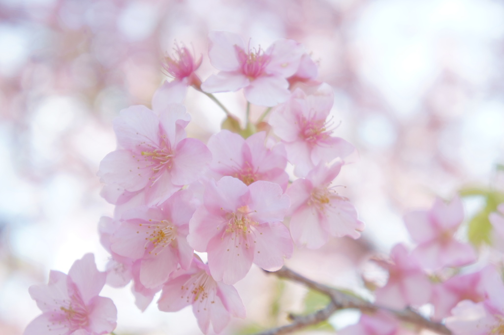 fluffy cherry blossoms