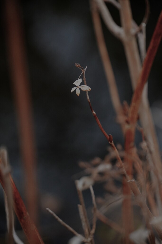 冬の儚き残り四葩