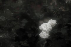 薔薇の寛容