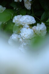 白薔薇に溺れる