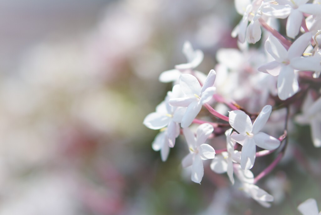 jasmine of may